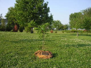 Elizabeth's_Grove_at_Kinder_Farm